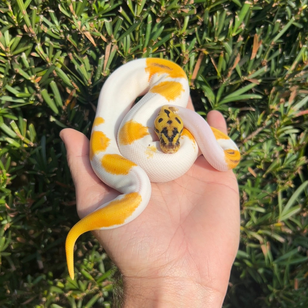 0.1 OD pastel yb enchi leo pied poss cinny