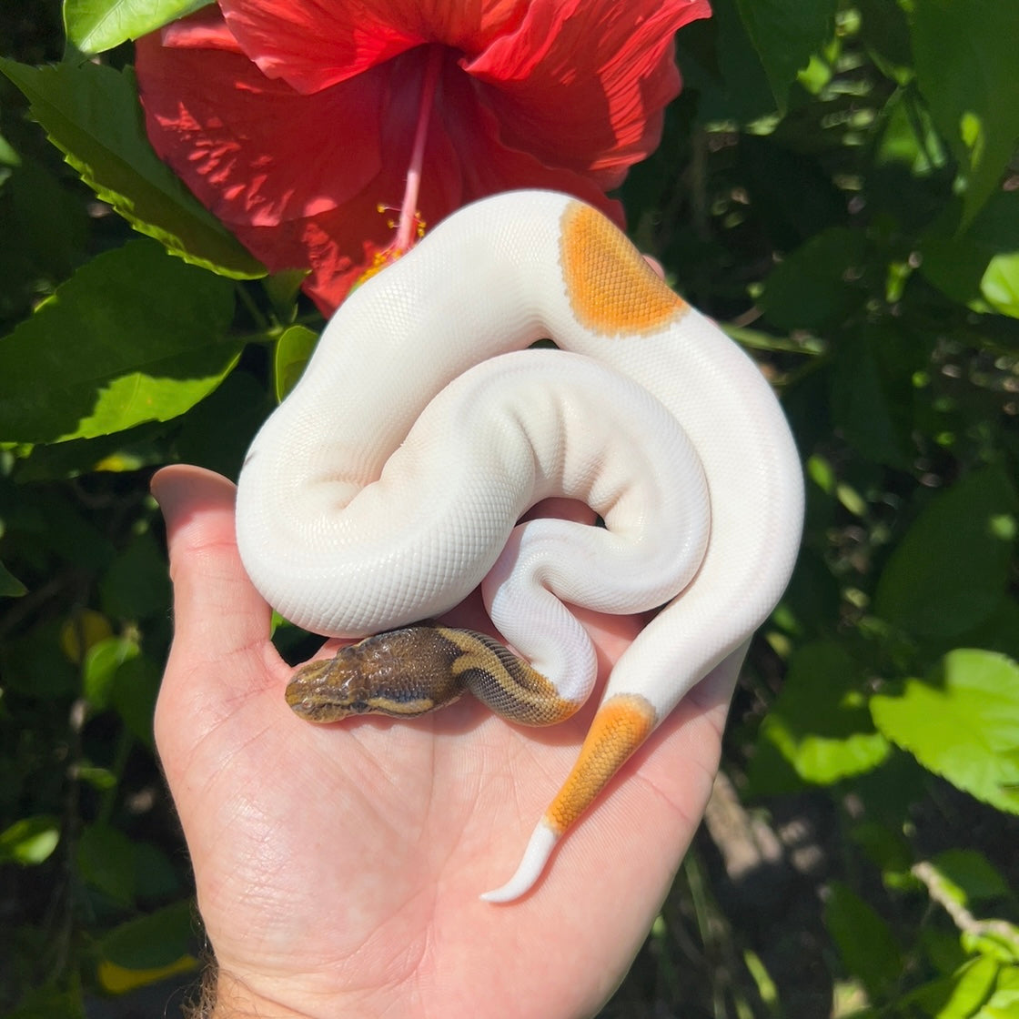 0.1 Enchi Cinnamon Orange dream pied