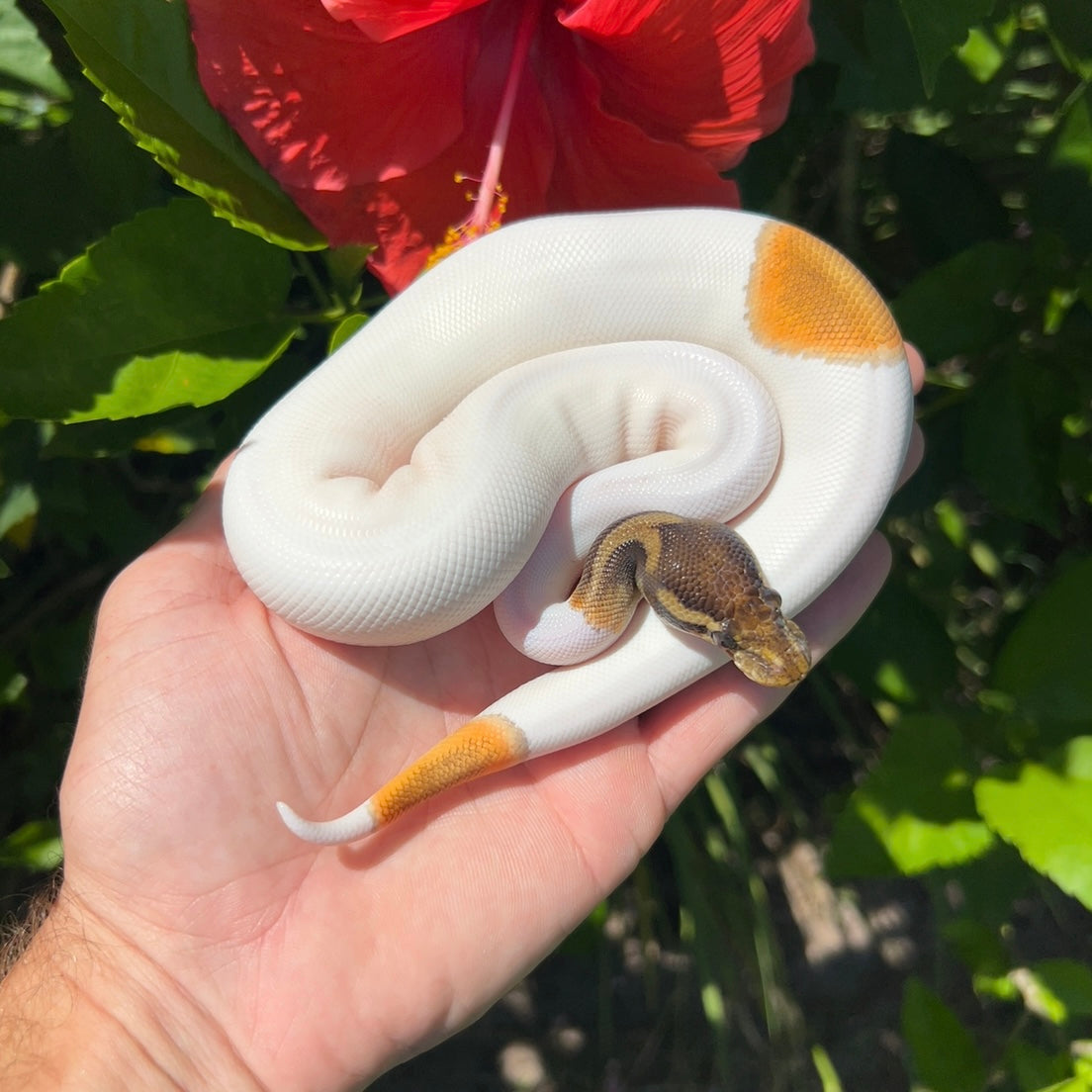 0.1 Enchi Cinnamon Orange dream pied