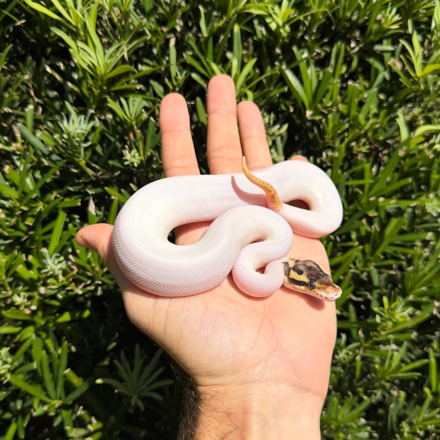 0.1 od pastel Leo pied