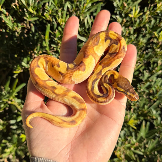 0.1 od enchi mojave pastel
