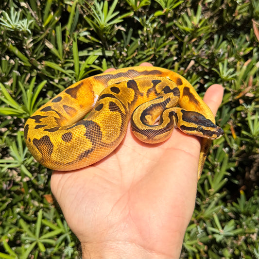 0.1 Enchi pied