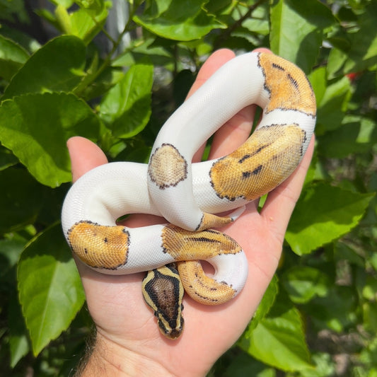 0.1 pastel pied