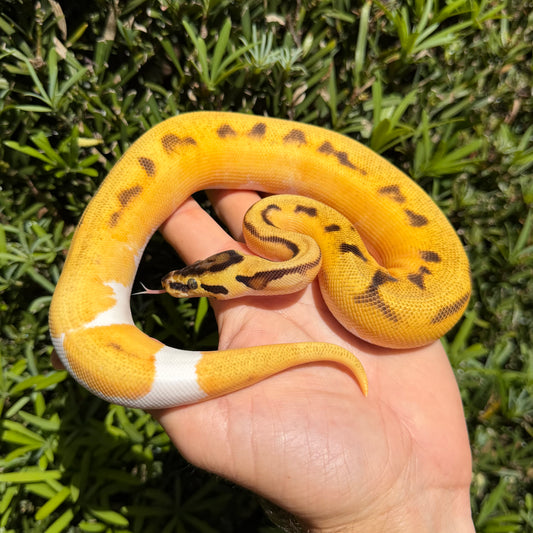 0.1 Od pastel yb Enchi pied