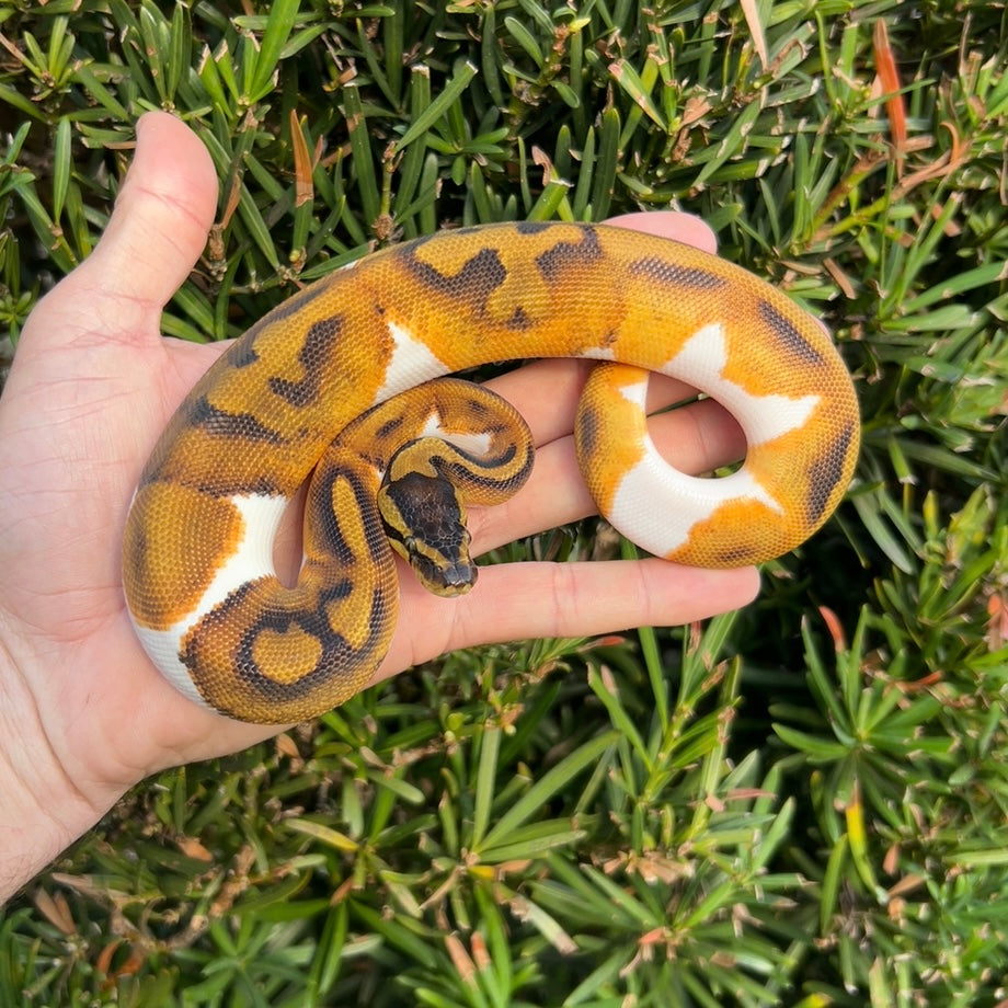 1.0 Leopard enchi pied