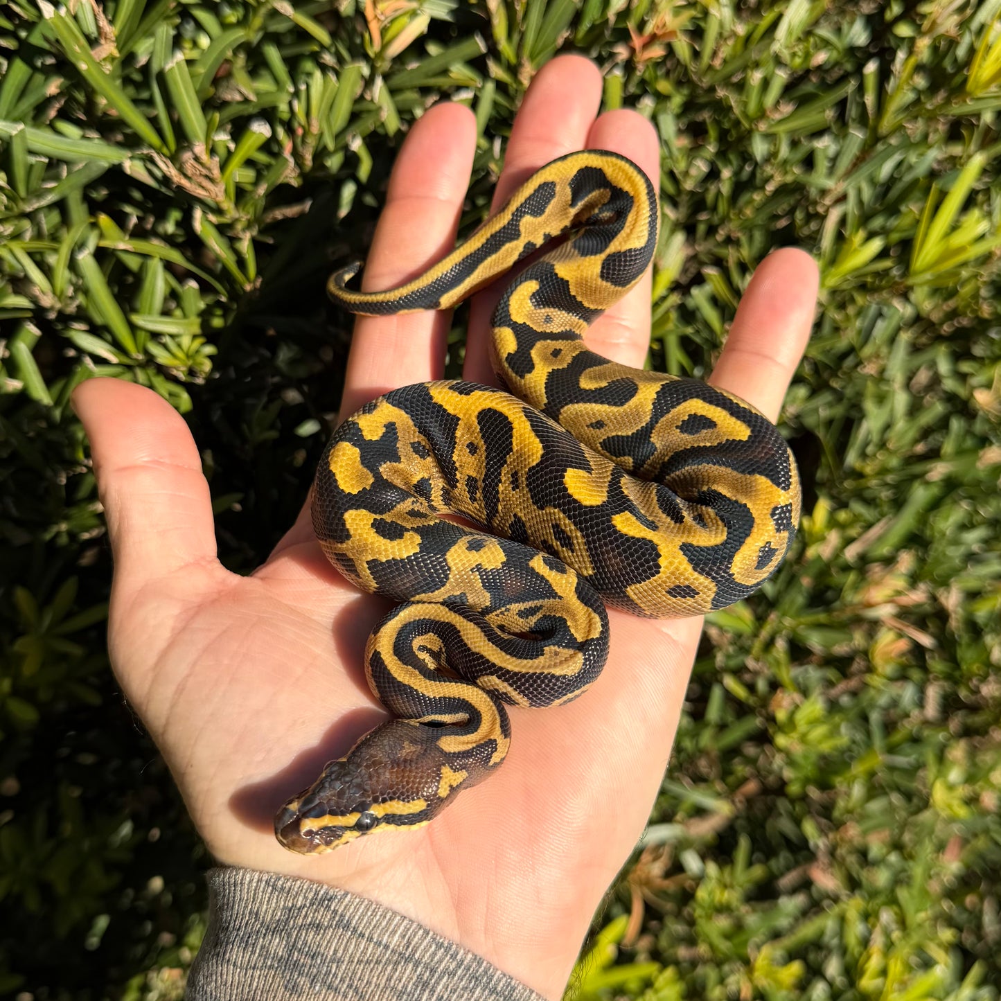 1.0 leopard yb or spector