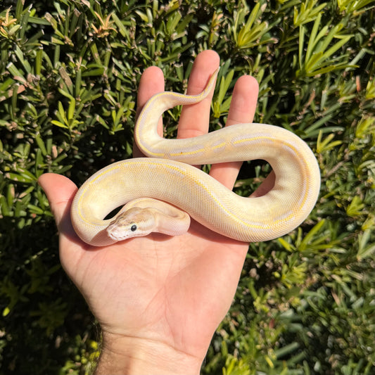 1.0 Ivory het pied