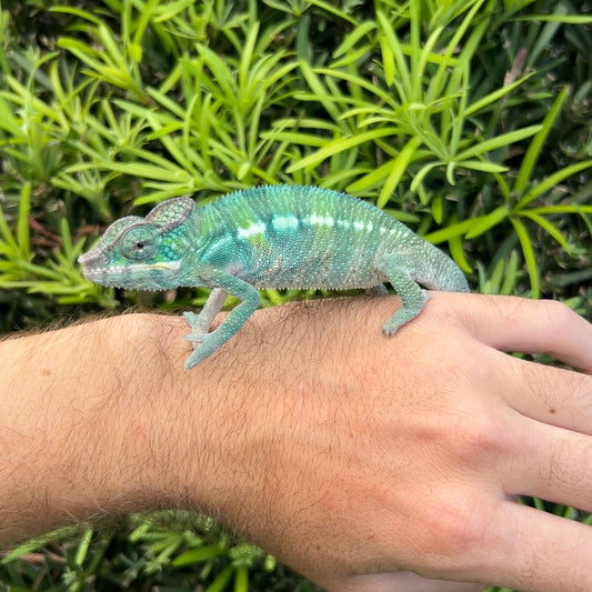 Juvenile male Ambilobe panther chameleon