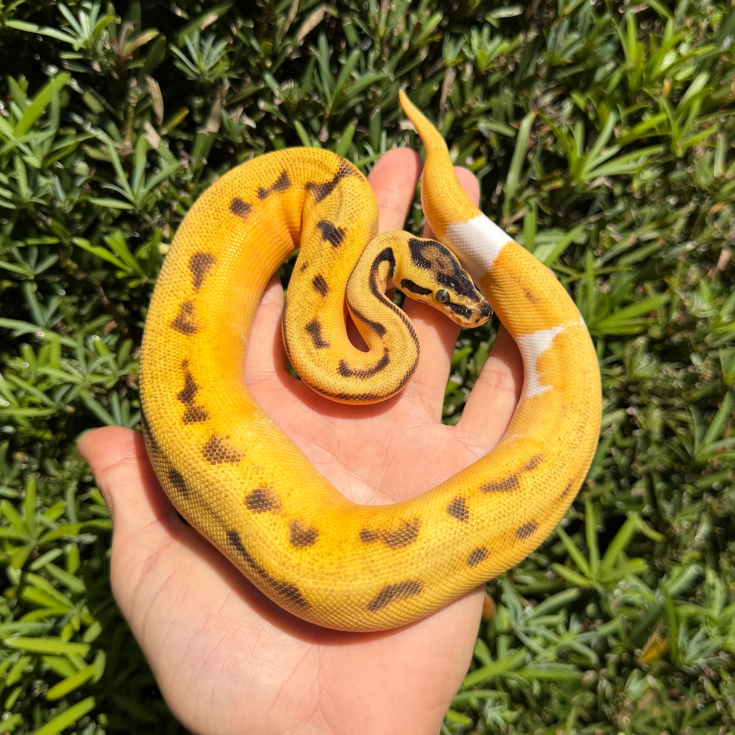 0.1 Od pastel yb Enchi pied