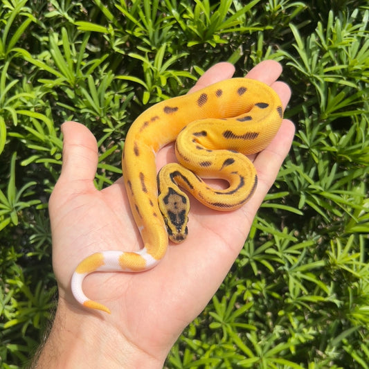 0.1 Od pastel yb Enchi pied