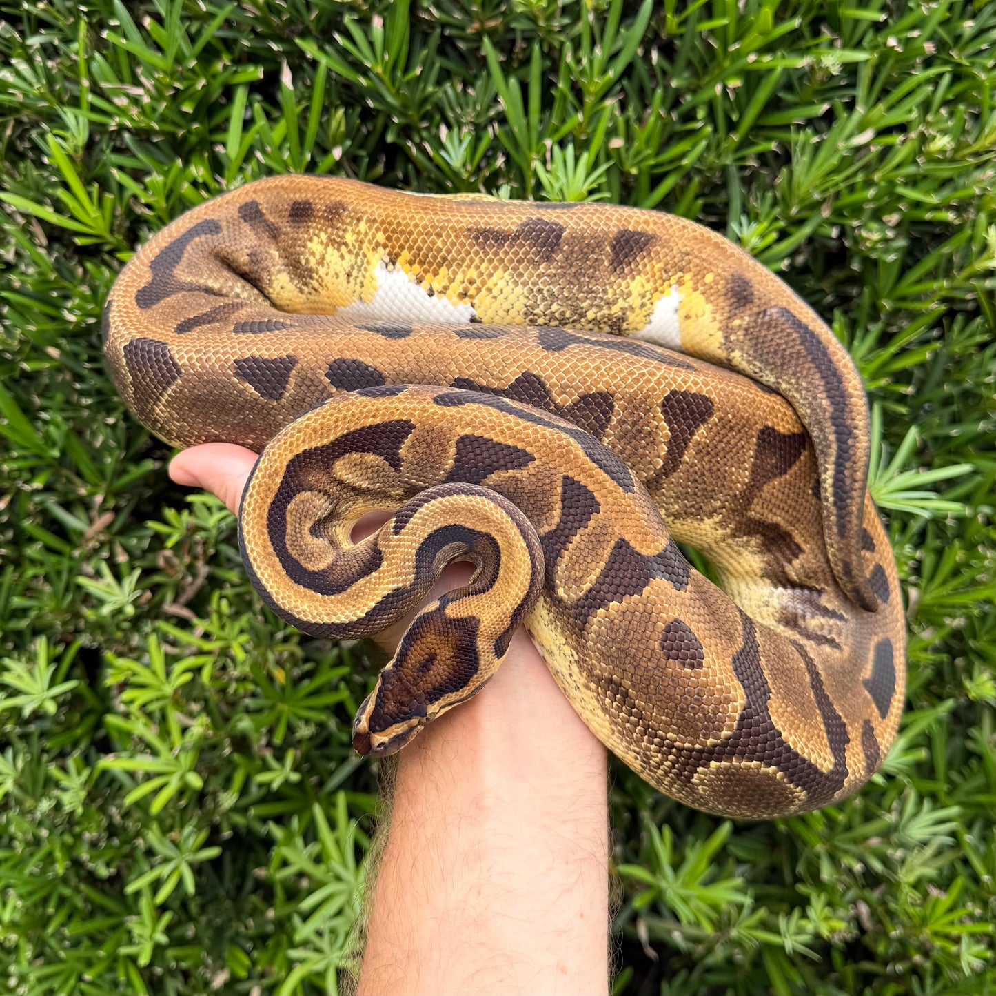 0.1 Enchi pied (proven breeder)