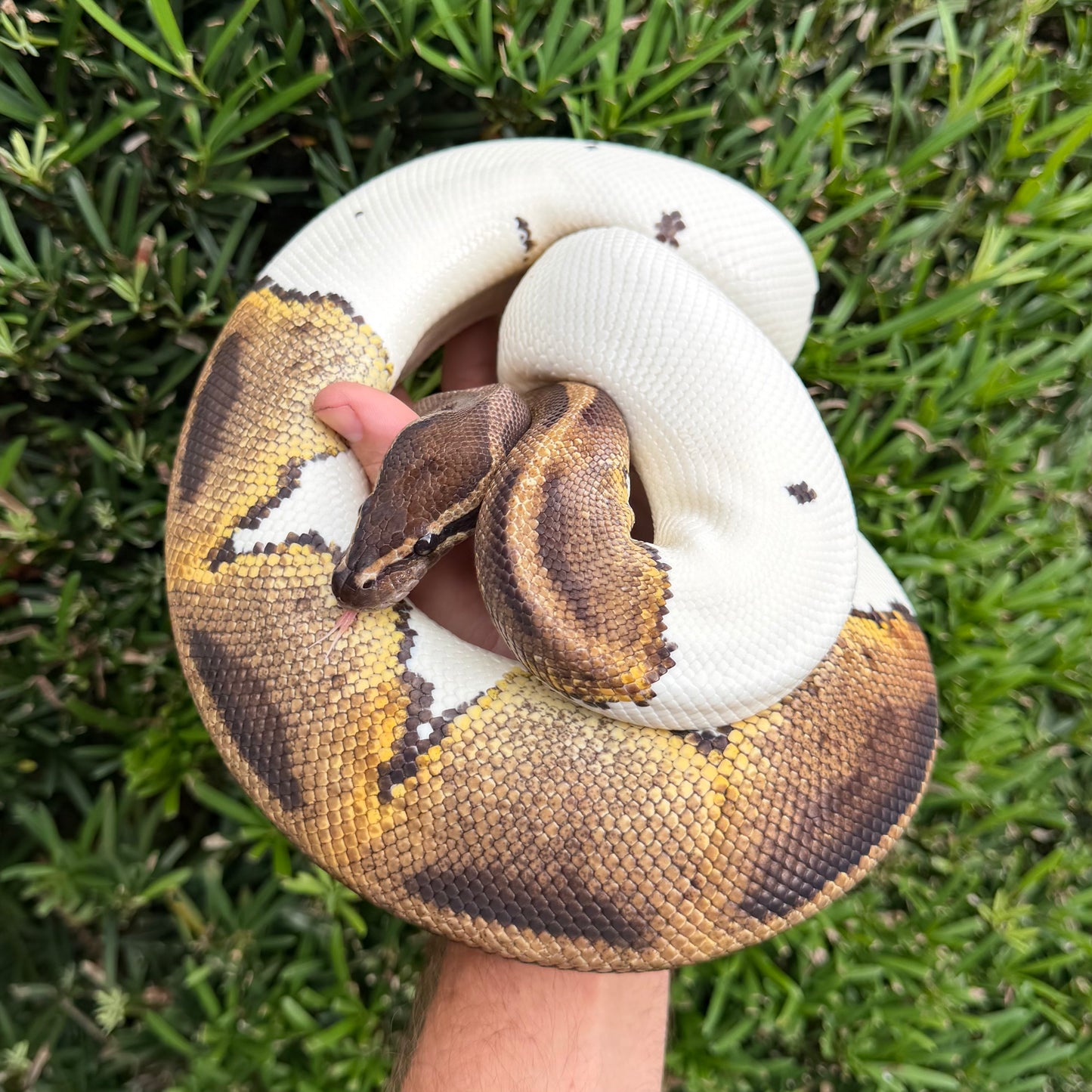 0.1 pied (proven breeder)