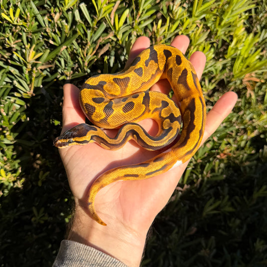 0.1 Enchi pied