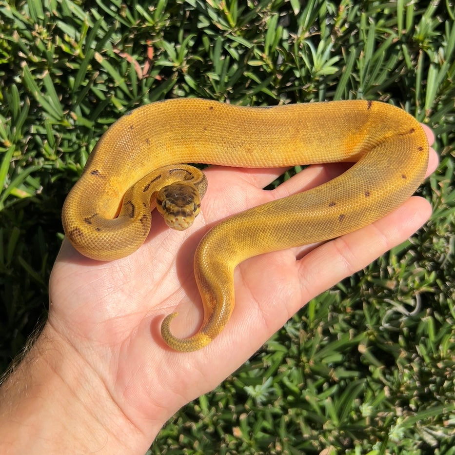 0.1 Super enchi pinstripe pied