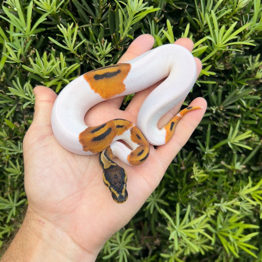 1.0 OD pied