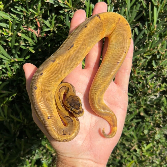 0.1 Super enchi pinstripe pied