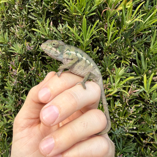 Male Panther chameleon
