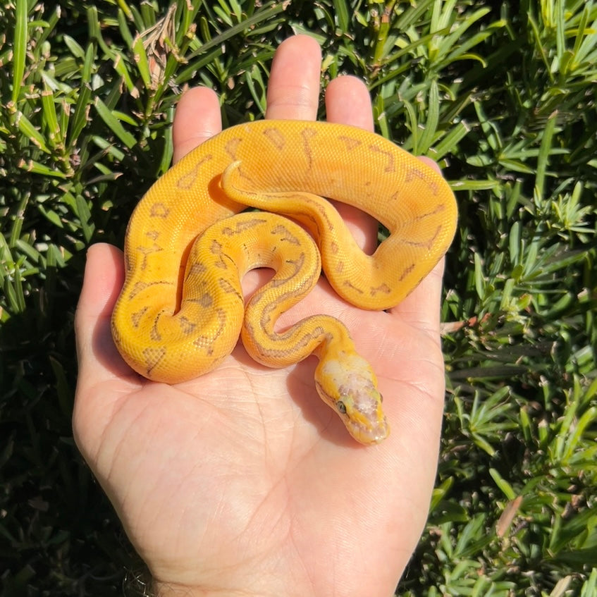 1.0 Super pastel pinstripe Enchi het pied