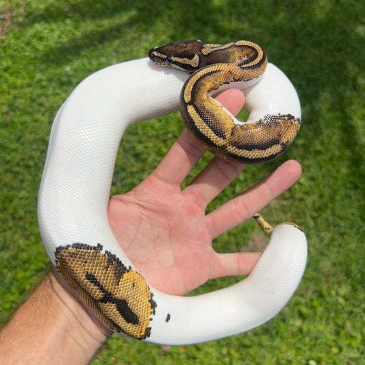 1.0 Pied