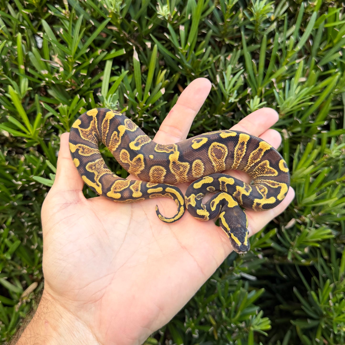 1.0 od yb GHI DH albino/pied