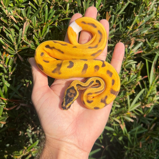 0.1 od pastel yb enchi pied