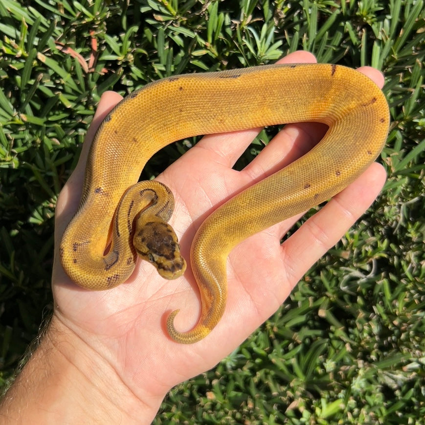 0.1 Super enchi pinstripe pied