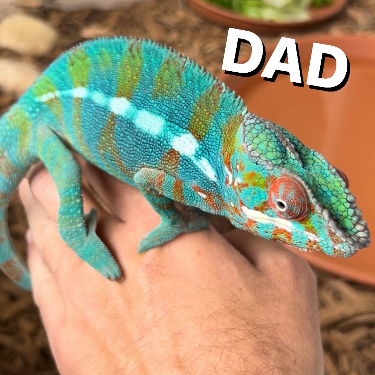 Baby Male Ambilobe panther chameleon