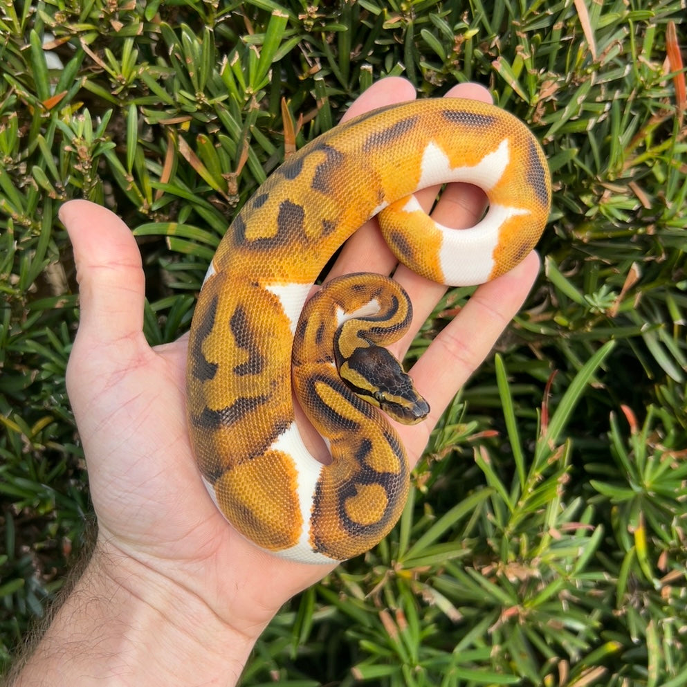 1.0 Leopard enchi pied