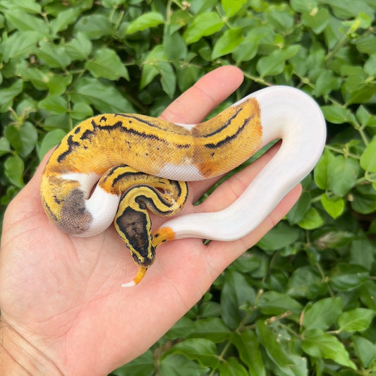 0.1 pastel pied