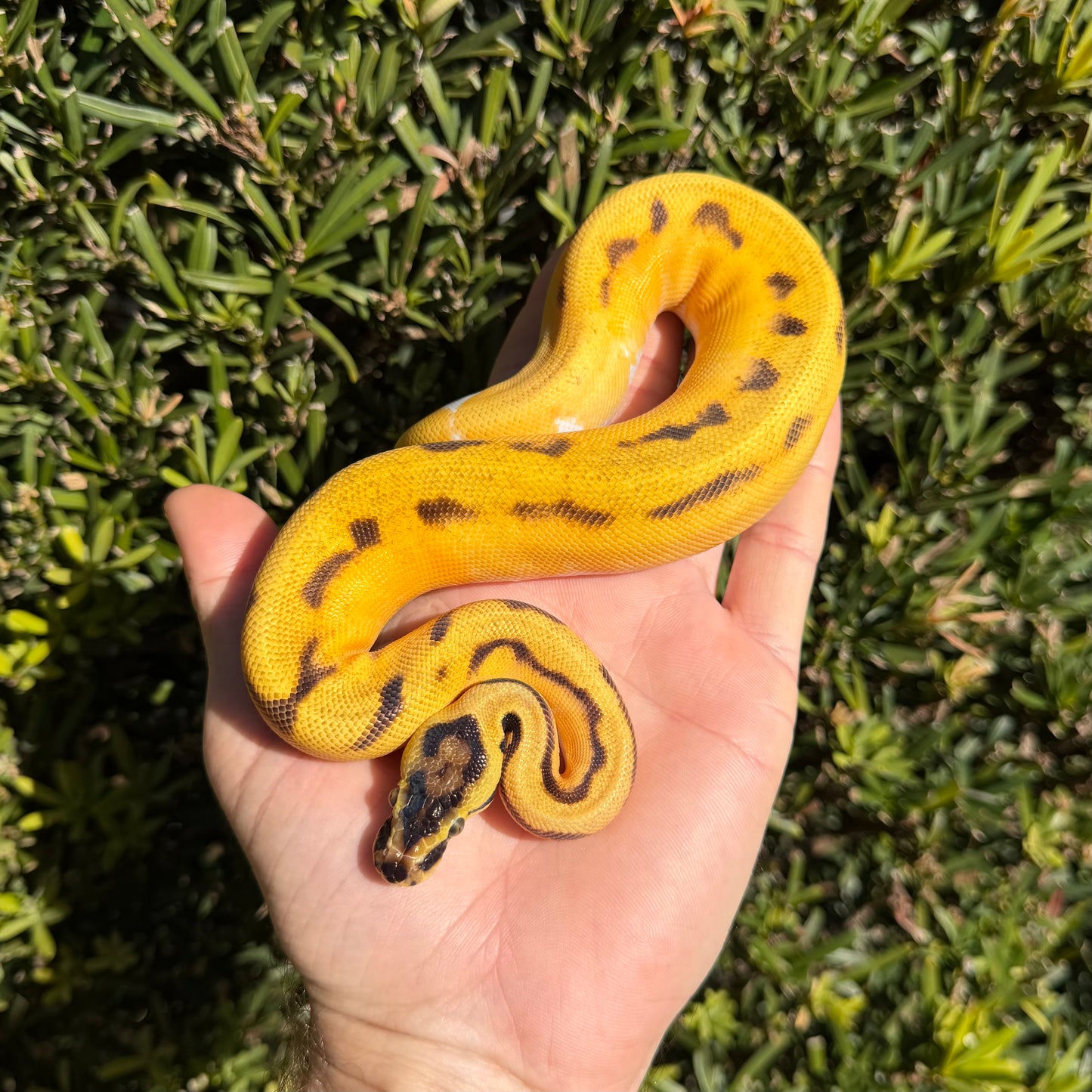 0.1 OD pastel yb enchi pied