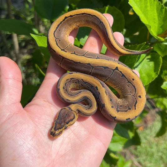 1.0 Pinstripe Het pied