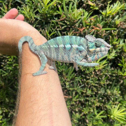 Juvenile Male Ambilobe panther chameleon