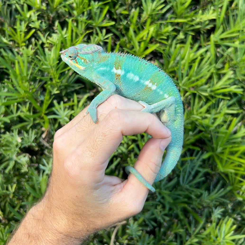 panther chameleon