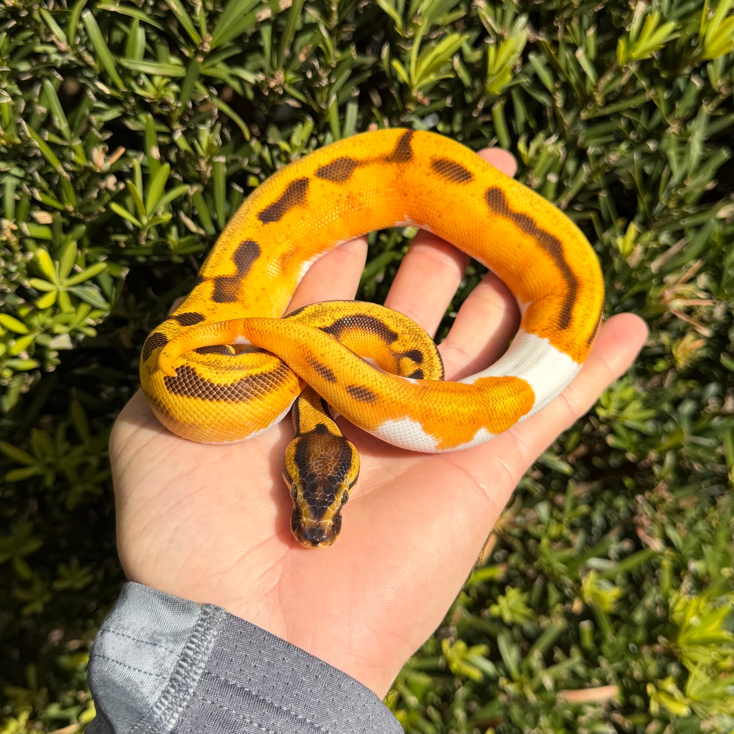 0.1 OD enchi yb pied