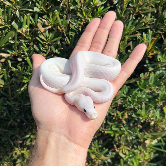 1.0 pewter pied poss yb, Leo, OD