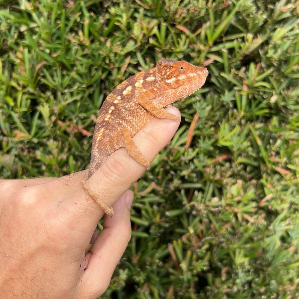 Female panther chameleon