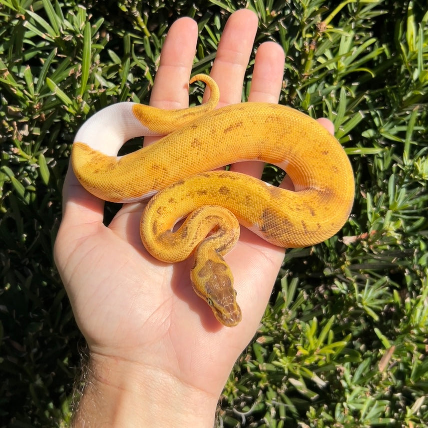 1.0 Super enchi pastel pinstripe pied