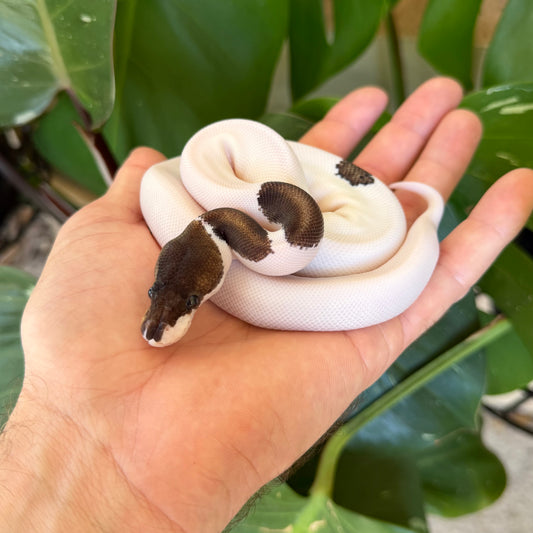 1.0 OD Leo panda pied