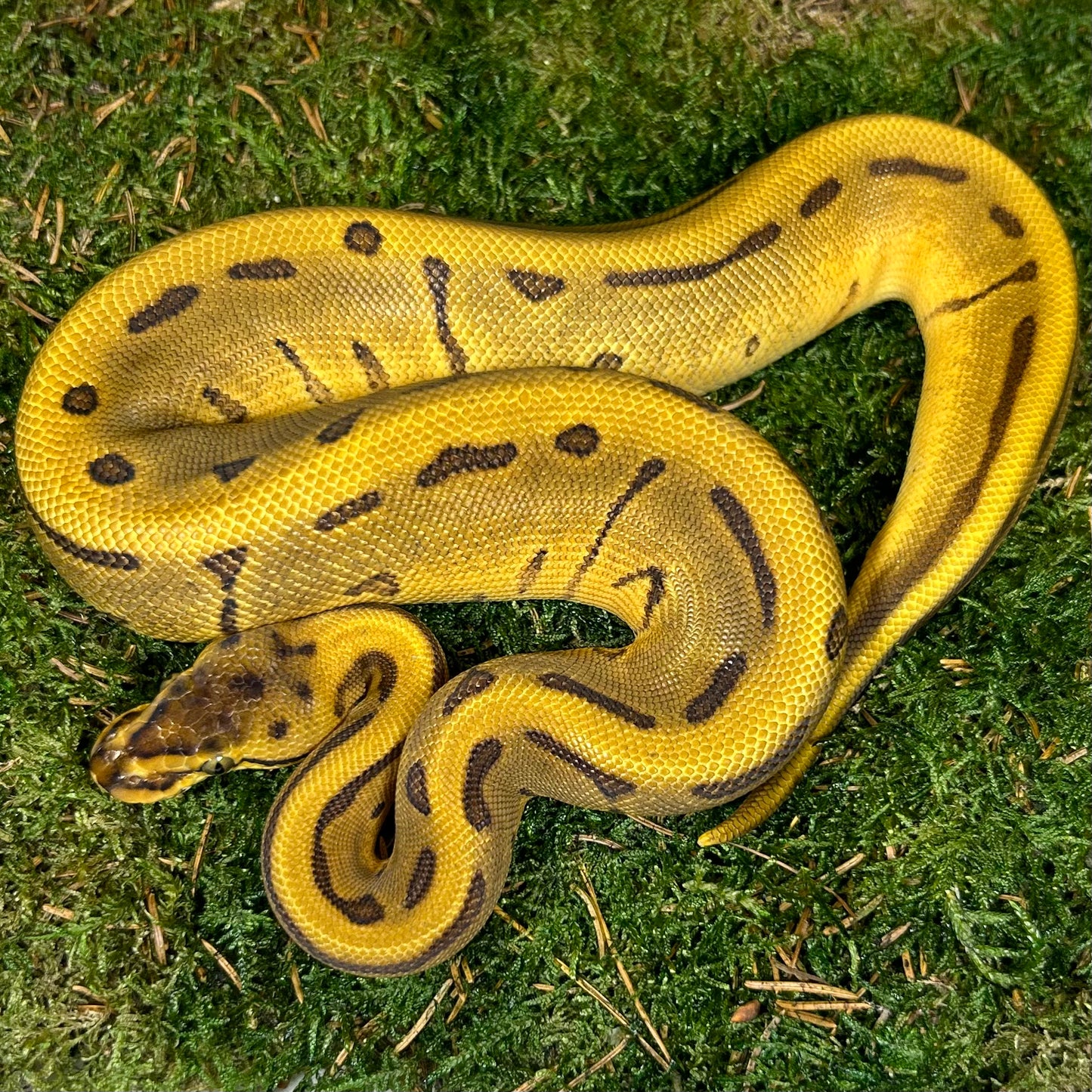 0.1 orange dream leopard pinstripe 100% het pied