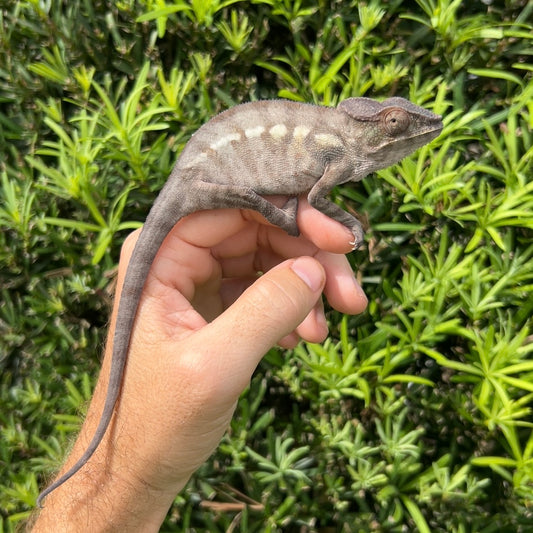 Juvenile Female Ambilobe panther chameleon
