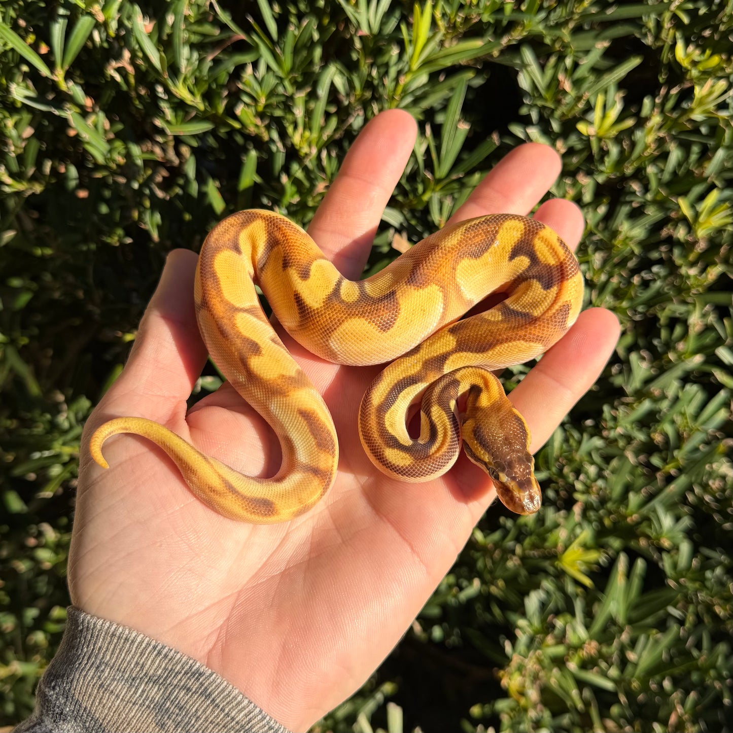 0.1 od enchi mojave pastel