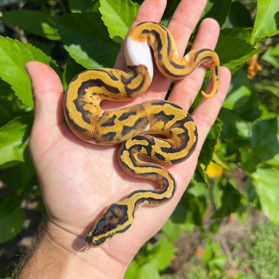 1.0 Pastel Enchi pied