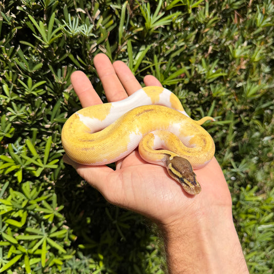 0.1 od Mojave enchi pied