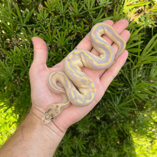 1.0 leopard ivory het pied