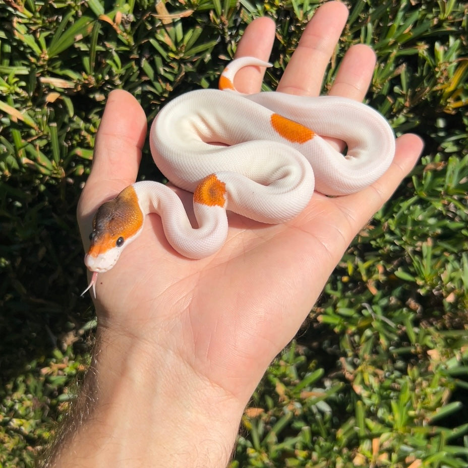 1.0 OD enchi cinny Leo yb pied