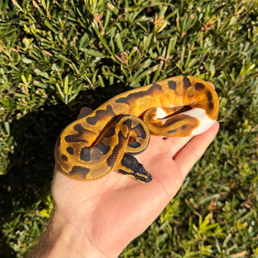 1.0 Enchi pied