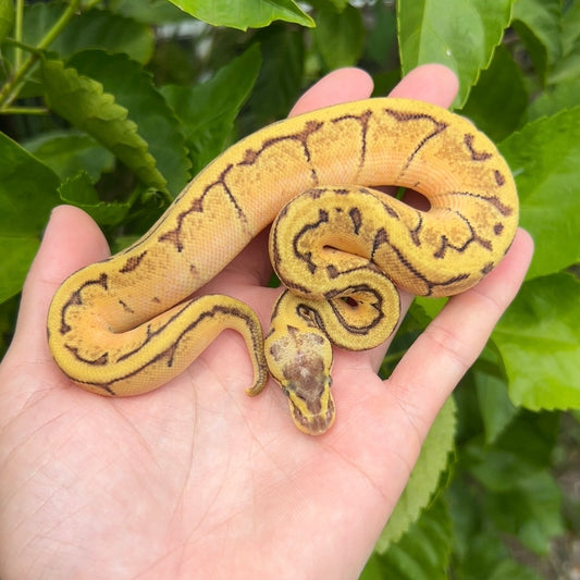 1.0 Enchi lemonblast het pied