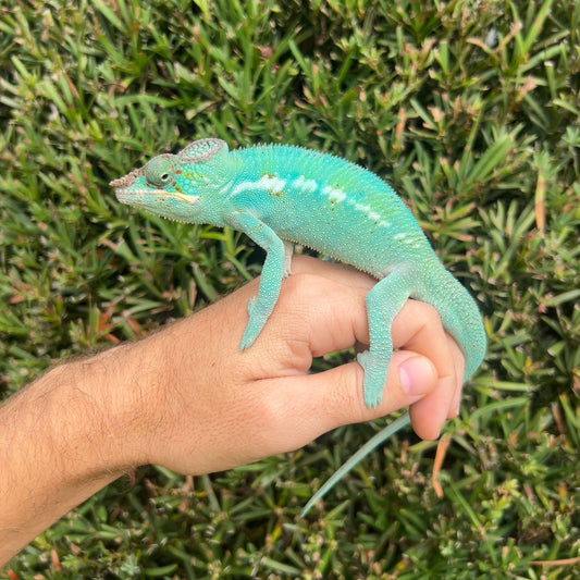 1.0 Panther chameleon