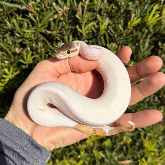 1.0 pewter pied poss yb/od