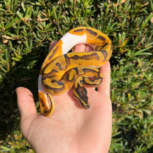 1.0 Enchi pied
